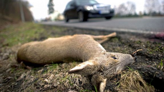 NC_roadkill_germany_nt_130718_16x9_992