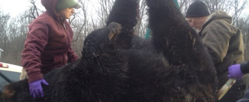 A New Jersey hunter bagged a black bear the size of an average grizzly.
