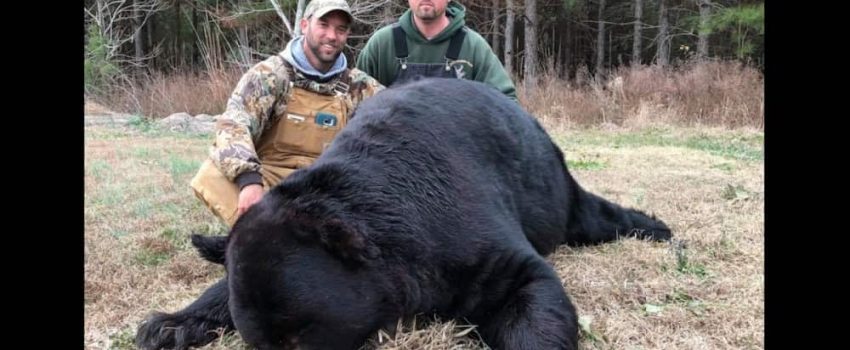 NorthCarolinaBlackBear