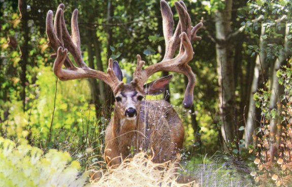 Oregon-Buck-Norris-deer-1