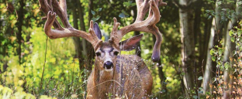 Oregon-Buck-Norris-deer-1