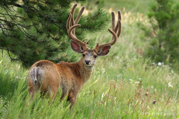 If you love antlers, check out this hunt for a mule deer over 200 inches.