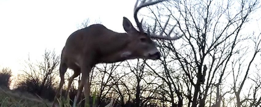 POV-Whitetail-Kansas-Buck-Photo