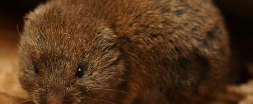Pine_Vole Photo by Outdoor Alabama