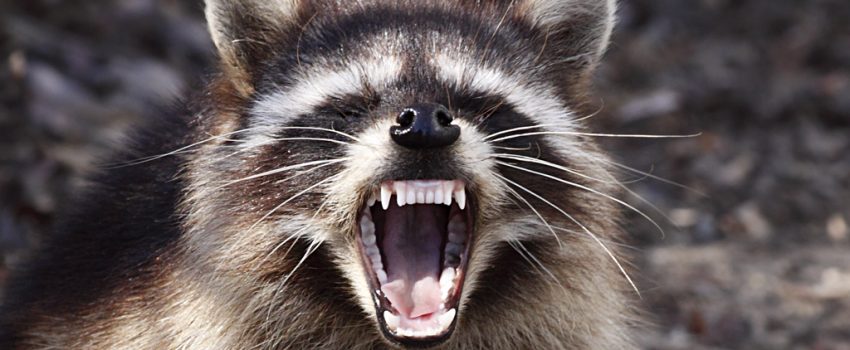 Raccoon