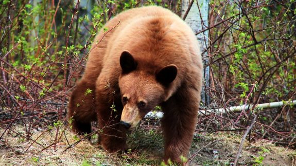 Robinson549448_516085271768019_353267933_n