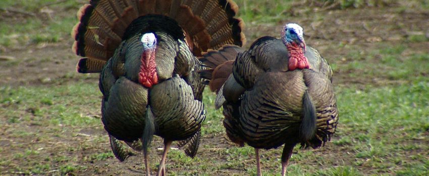 Mature gobblers often run to ward a turkey fan.