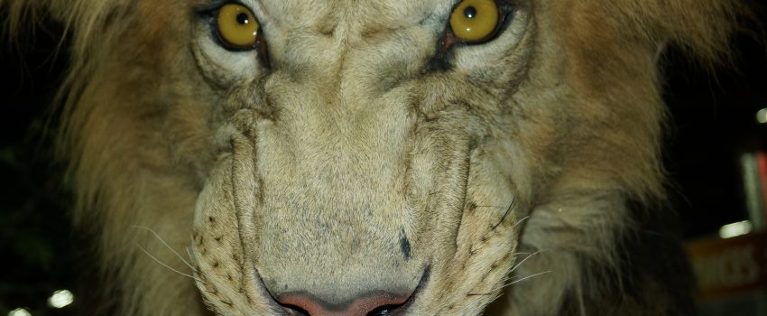 The African lion is one of the most feared predators on earth, whether you have four legs or two.  This image captures the impending death to anything (or one) who gets this close.