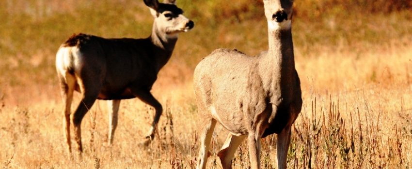 Watch what happens when a pack of coyotes attacks a mule deer doe and fawn.
