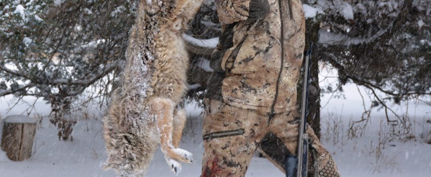 Late season deer hunters should be alert for coyotes.