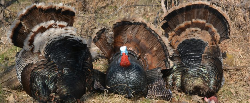 SD Turkey 2014 2 047