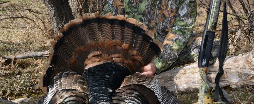 SD Turkey 2014 2 078