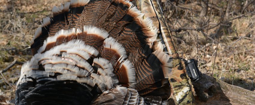 SD Turkey 2014 2 086