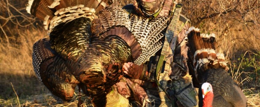 The author had great success with Chicken on a Stick.  It attracted gobblers and hens ignored it.