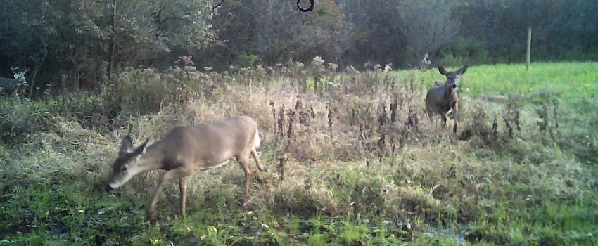 PX_V_cdsAd=64,firstLum =158,EV=38,FTT=1656,FG=22,FT=19950,NIR=1,GM=41,CT=160,TY=97,PY=111,DY=43,GB=0x80,NY=0,AE(0,0,640,360,1),0