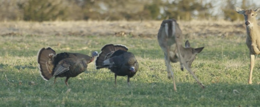 Screenshot 2016-04-25 06.20.05