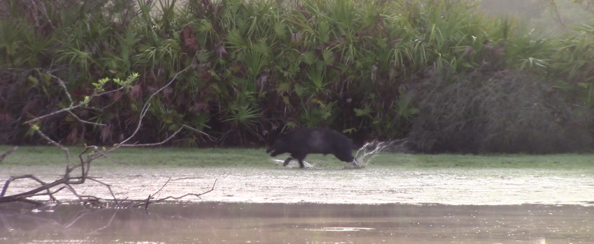 Look closely and you will see the dried mud fly off the hog where the bullet made impact.