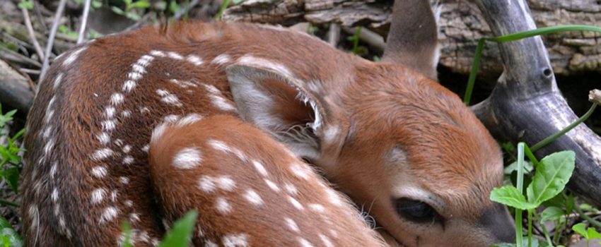 Side-Cut-Metropark-fawning-season