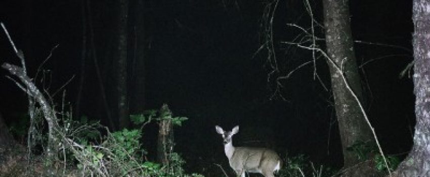 Spotlighting deer photo by Outdoor Hub