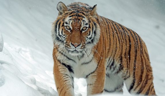 Tigers make deadly enemies.