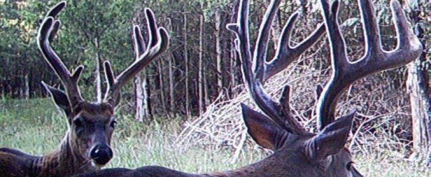 Trail camera deer Photo by Rachel J. Hays