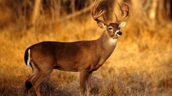 V2 deerhunting_home_img-Photo-by-Wyoming-Game-and-Fish-e1380748546446