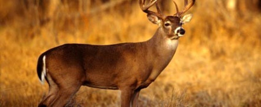 V2 deerhunting_home_img-Photo-by-Wyoming-Game-and-Fish-e1380748546446