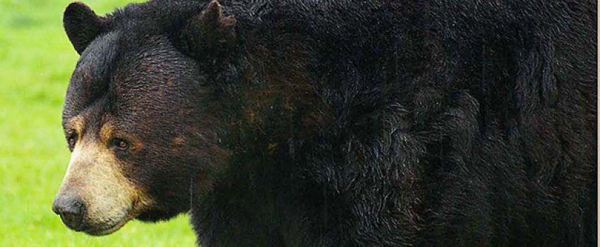 WEBBlackBear3[1]