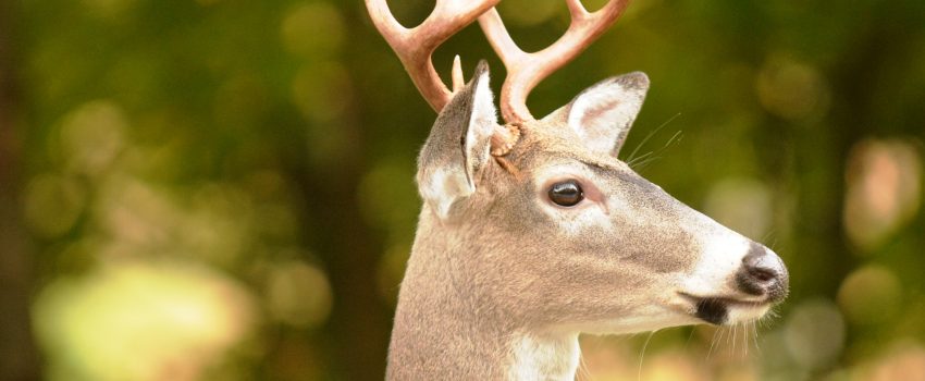 WV Deer 2013 049a (2)