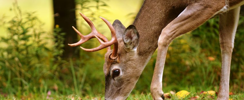 WV Deer 2013 072a