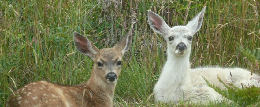 White deer fawns are rare, yet twins of each color are very unusual.  Check out mom and the fawns.