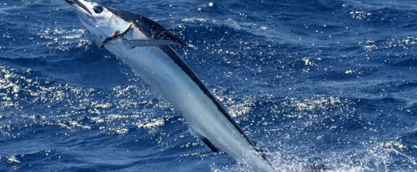 White marlin Photo by Naitonal Oceanic and Atmospheric Administration