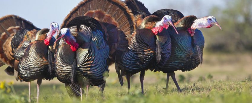 Wild Turkey (Meleagris gallopavo) gobblers calling in unison; spring; Texas