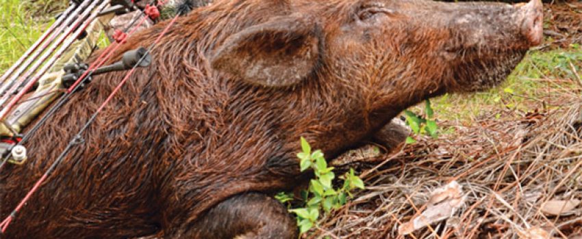 Wild hogs are spreading across the country and make a great off-season hunt.