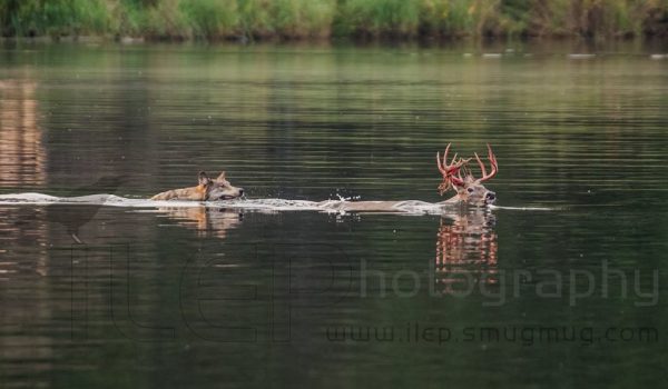 Wolf21617905_10155901436402526_1293391931087798193_n