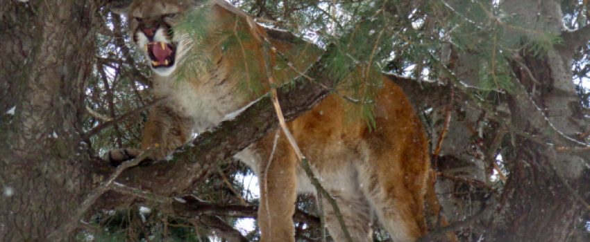 Mountain lions are powerful predators that often strike from trees.  Imagine a coyote attacking one.