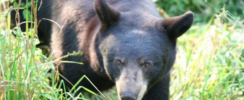 Pennsylvania has a thriving black bear population.