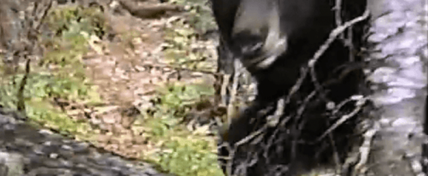 bearstalk