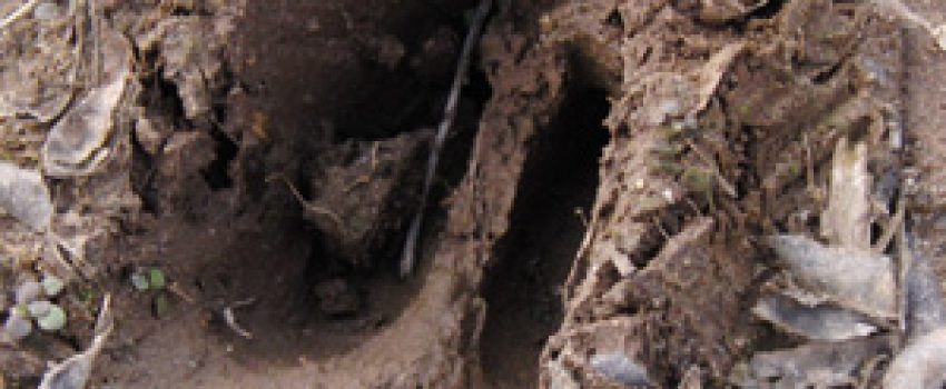 big-buck-deer-track