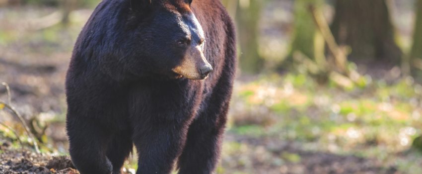 blackbeartale-of-two-tags