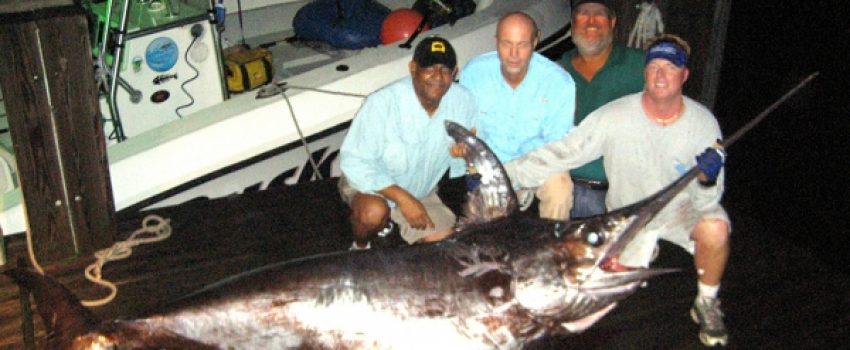 bouncer-swordfish-01