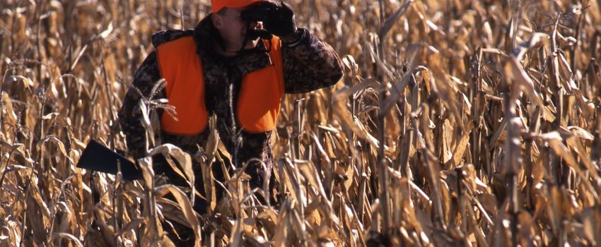 Unharvested crops are a deer magnet in late season.