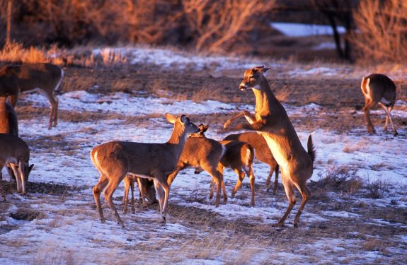 cold temperatures will stress whitetail deer and may cause them to shed early.