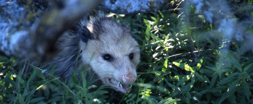 Nest robbers like the opossum have few natural enemies. Reducing their numbers greatly helps nesting birds survive.