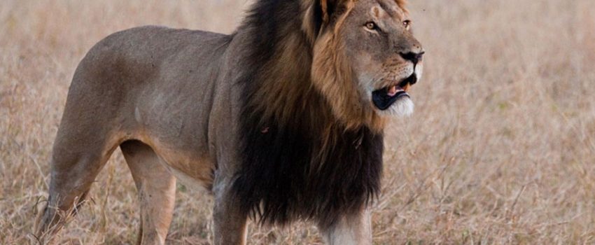 cecil-the-lion-website