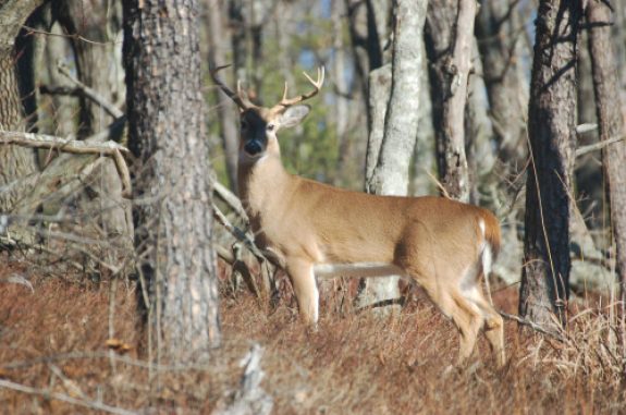 cheaha-043-Photo-by-Outdoor-Alabama-e1382118896546