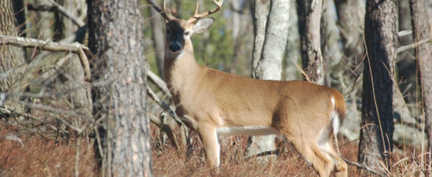 cheaha-043-Photo-by-Outdoor-Alabama-e1382118896546