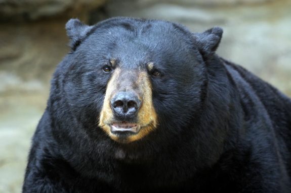 connie-lemperle-black-bear-web