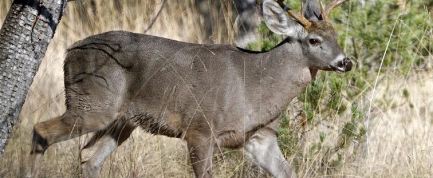 coues deer live