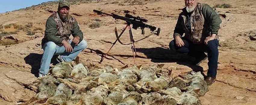 Coyotes are abundant and prolific.  You can never kill too many.